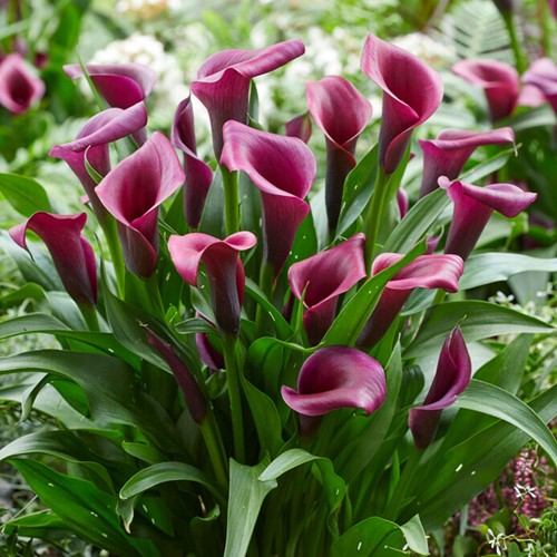 Aronskelk Durban  - Calla
