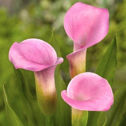 Aronskelk Roze - Calla
