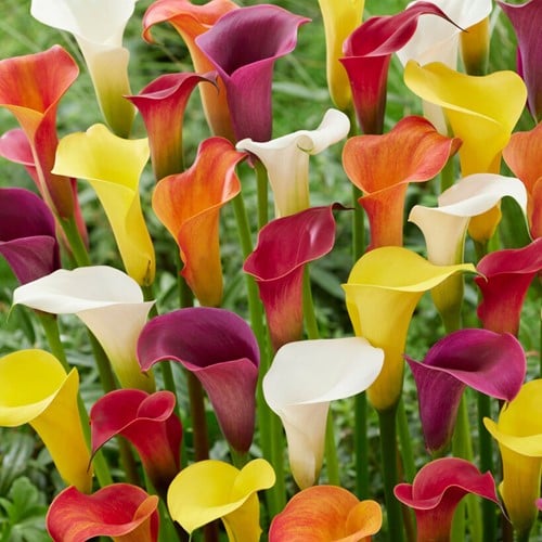 Aronskelk Mix  - Calla