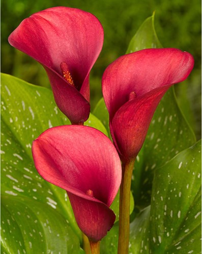Aronskelk Rood - Calla