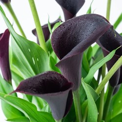 Aronskelk Zwart - Calla