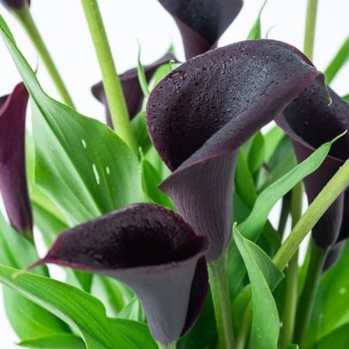 Aronskelk Zwart - Calla