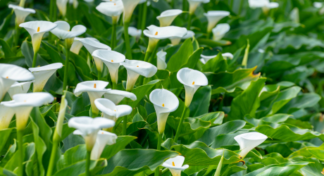 Aronskelk verzorging - Calla knollen planten - instructies