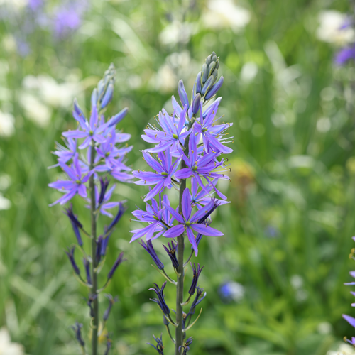 Camassia quamash – Indianenbloem