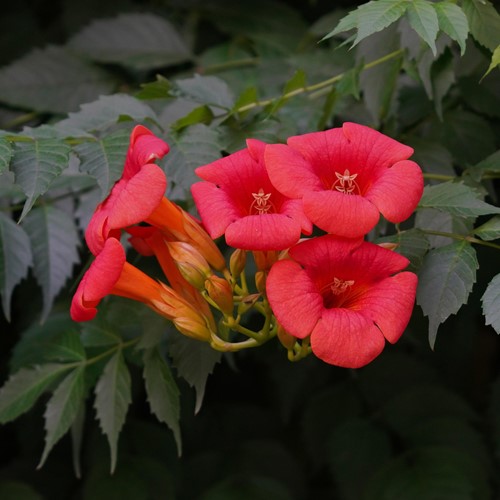 Campsis radicans - Trompetklimmer