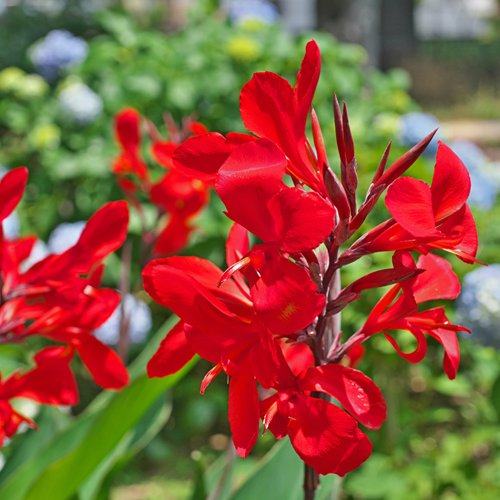 Canna Rood
