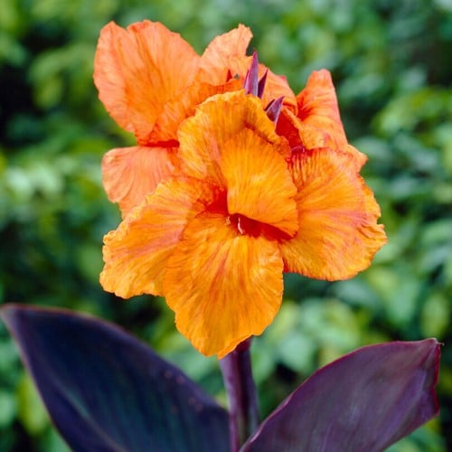 Canna Wyoming Oranje