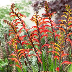 Chasmanthe floribunda Saturnus - Cobralelie