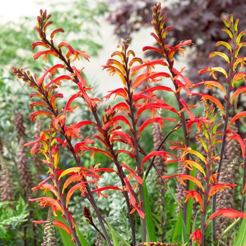Chasmanthe floribunda Saturnus - Cobralelie