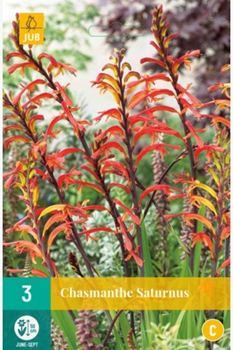 Chasmanthe floribunda Saturnus - Cobralelie