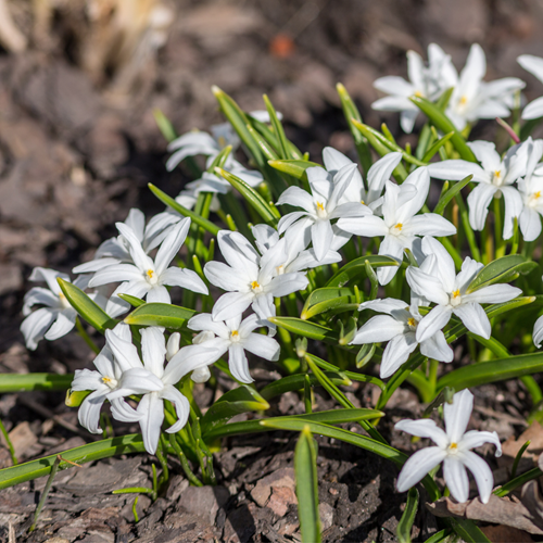 Chionodoxa luciliae Alba - Sneeuwroem