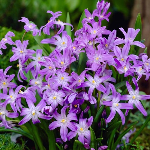 Chionodoxa luciliae (Grootverpakking)