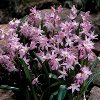 Chionodoxa Pink Giant - Sneeuwroem