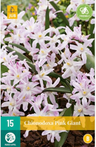 Chionodoxa Pink Giant - Sneeuwroem