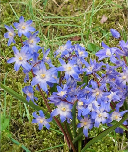 Chionodoxa luciliae - Sneeuwroem
