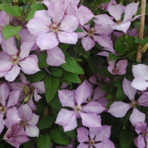 Clematis Margaret Hunt - Bosrank