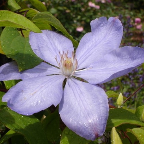 Clematis Mrs. Cholmondeley - Bosrank