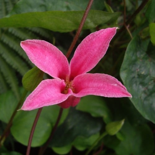 Clematis texensis Princess Diana – Bosrank