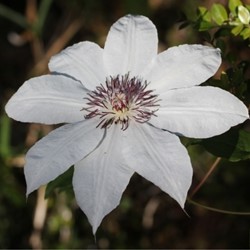 Clematis Snow Queen - Bosrank