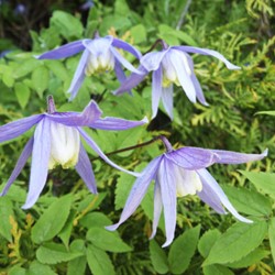 Clematis Alpina - Alpenbosrank