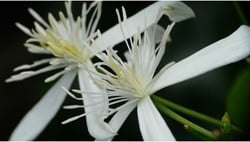 Clematis Alpina Albina Plena - Alpenbosrank