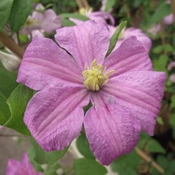 Clematis Comtesse de Bouchaud - Bosrank
