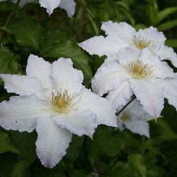 Clematis Gladys Picard - Bosrank