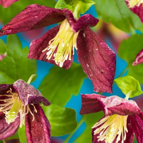 Clematis cirrhosa Landsdowne Gem - Bosrank