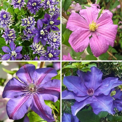 Clematis Klimplanten Mix Paars & Roze - Bosrank Mix (Vierpack)