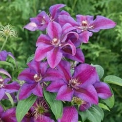 Clematis Mrs. N. Thompson - Bosrank