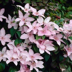 Clematis Pink Fantasy - Bosrank