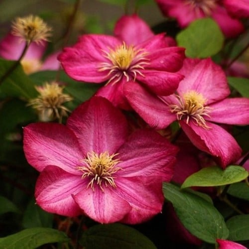 Clematis Ville de Lyon - Bosrank