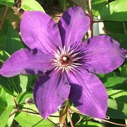 Clematis Warszawska Nike - Bosrank