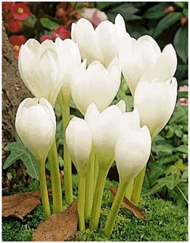Colchicum autumnale Album - Herfsttijloos
