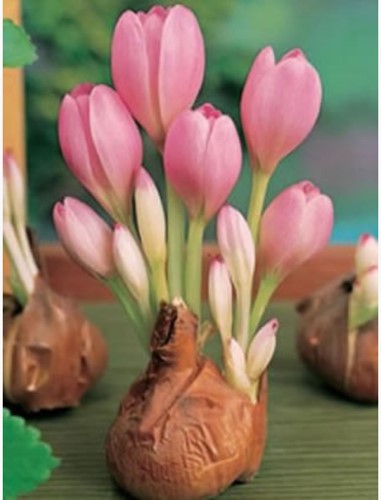 Colchicum The Giant - Herfsttijloos