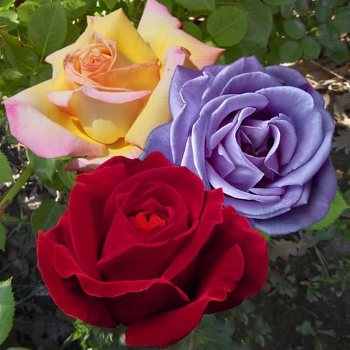 Collectie Geurende Grootbloemige Rozen - Rosa
