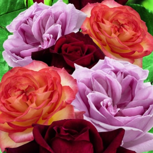 Collectie sterk geurende rozen - Rosa