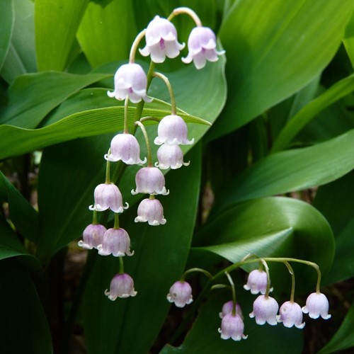 Lelietje van Dalen Roze - Convallaria Majalis