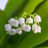 Convallaria Wit - Lelietje van Dalen-2