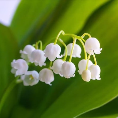 Convallaria Wit - Lelietje van Dalen-2