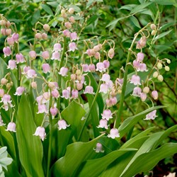 Lelietje van Dalen Roze - Convallaria Majalis