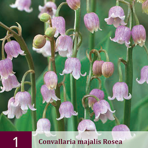Lelietje van Dalen Roze - Convallaria Majalis
