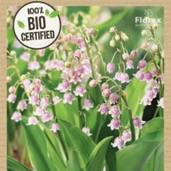Convallaria Majalis Rosea - Lelietje van Dalen 100% BIO