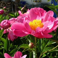 Paeonia Coral Sunset – Pioenroos