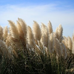 Pampasgras Wit – Cortaderia selloana