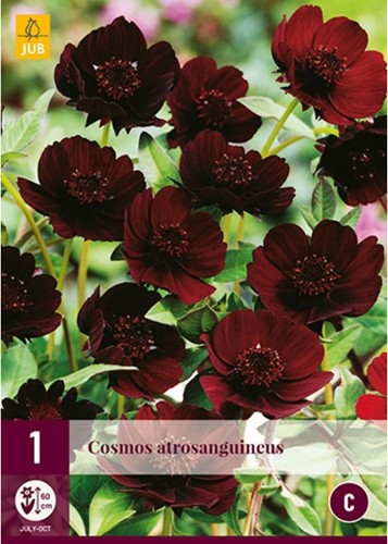 Chocolade Cosmos - Cosmos Atrosanguineus-2