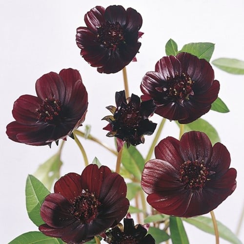 Chocolade Cosmos - Cosmos Atrosanguineus