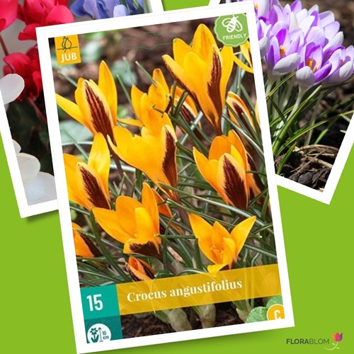 Crocus angustifolius - Goudlakense Krokus