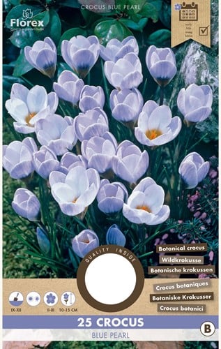 Crocus Blue Pearl