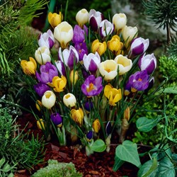 Krokus Botanisch Mix - Crocus